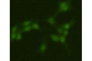 Immunocytochemistry (ICC) image for anti-Protein Arginine Methyltransferase 5 (PRMT5) antibody (ABIN1854966) (PRMT5 抗体)