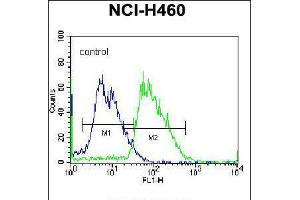 Flow cytometric analysis of NCI-H460 cells (right histogram) compared to a negative control cell (left histogram). (MINPP1 抗体  (C-Term))