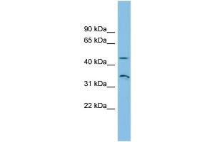 WB Suggested Anti-RHBG Antibody Titration: 0. (RHBG 抗体  (N-Term))