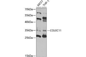 Western blot analysis of extracts of various cell lines, using COLEC11 antibody (ABIN6130117, ABIN6138854, ABIN6138855 and ABIN6220812) at 1:1000 dilution. (COLEC11 抗体  (AA 26-271))