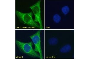 Immunofluorescence (IF) image for anti-Clusterin (CLU) (C-Term) antibody (ABIN308436)