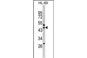Western blot analysis of SERPINB7 Antibody in HL-60 cell line lysates (35ug/lane) (SERPINB7 抗体  (AA 108-137))