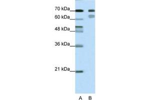Western Blotting (WB) image for anti-Transcription Factor 3 (E2A Immunoglobulin Enhancer Binding Factors E12/E47) (TCF3) antibody (ABIN2461685) (TCF3 抗体)