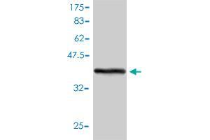 Western Blotting (WB) image for anti-Sterol Carrier Protein 2 (SCP2) (AA 1-143) antibody (ABIN562810)