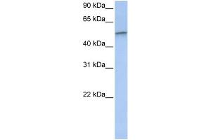 Western Blotting (WB) image for anti-Vimentin (VIM) (C-Term) antibody (ABIN2783289)