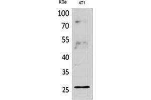 Western Blot analysis of 4T1 cells using CD81 Polyclonal Antibody.