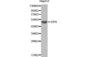 Western Blotting (WB) image for anti-Complement Factor H (CFH) (AA 20-270) antibody (ABIN3023097)