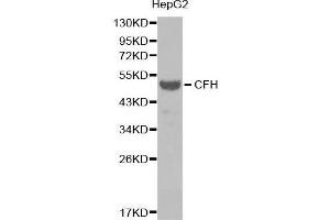 Western blot analysis of extracts of HepG2 cell line, using CFH antibody. (Complement Factor H 抗体  (AA 20-270))