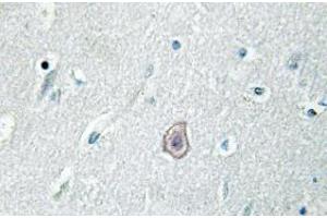 Image no. 2 for anti-Prostaglandin E Receptor 3 (Subtype EP3) (PTGER3) antibody (ABIN317859) (PTGER3 抗体)