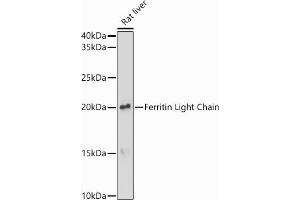 Western blot analysis of extracts of Rat liver, using Ferritin Light Chain antibody (ABIN6133515, ABIN6140791, ABIN6140792 and ABIN6218871) at 1:1000 dilution. (FTL 抗体  (AA 1-175))