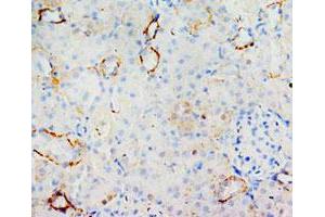 Immunohistochemical analysis of paraffin-embedded rat kidney sections, stain MIF in cytoplasm DAB chromogenic reaction. (MIF 抗体  (C-Term))
