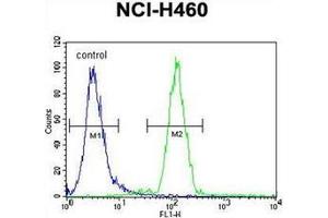 Flow cytometric analysis of NCI-H460 cells using FUT4 Antibody (C-term) Cat. (CD15 抗体  (C-Term))