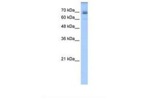 Image no. 1 for anti-Ligand of Numb-Protein X 1 (LNX1) (AA 431-480) antibody (ABIN320787)