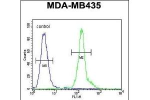 CLEC10A Antibody (N-term) (ABIN654515 and ABIN2844239) flow cytometric analysis of MDA-M cells (right histogram) compared to a negative control cell (left histogram). (CLEC10A 抗体  (N-Term))