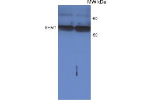 Western Blot detection of SHMT protein in Arabidopsis thaliana leaf extract, loaded on a leaf disc area. (SHMT1 抗体)