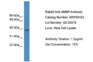 Western Blotting (WB) image for anti-alpha 1 Microglobulin/bikunin precursor (AMBP) (N-Term) antibody (ABIN2787960)