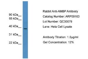 WB Suggested Anti-AMBP  Antibody Titration: 0.