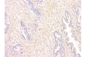 IHC analysis of SRCIN1 using anti-SRCIN1 antibody (ABIN6719623).