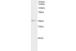 Western Blotting (WB) image for anti-Nuclear Factor, Interleukin 3 Regulated (NFIL3) (C-Term) antibody (ABIN184644)