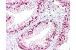 Anti-TCEA1 antibody IHC of human prostate. (TCEA1 抗体  (AA 71-120))
