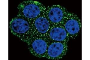 Immunofluorescence (IF) image for anti-Succinate Dehydrogenase Complex, Subunit D, Integral Membrane Protein (SDHD) (AA 13-42) antibody (ABIN3032766)