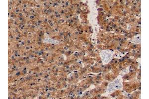 Detection of APOE in Porcine Liver Tissue using Polyclonal Antibody to Apolipoprotein E (APOE) (APOE 抗体  (AA 16-175))