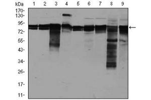 Western Blotting (WB) image for anti-Eukaryotic Translation Initiation Factor 4B (EIF4B) antibody (ABIN1107074) (EIF4B 抗体)