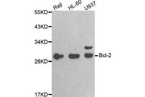 Western blot analysis of extracts of various cell lines, using BCL2 antibody. (Bcl-2 抗体  (AA 81-131))