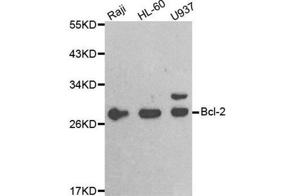 Bcl-2 antibody  (AA 81-131)