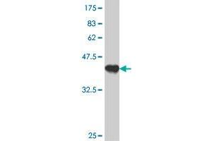 Western Blot detection against Immunogen (37. (RHOT2 抗体  (AA 385-486))