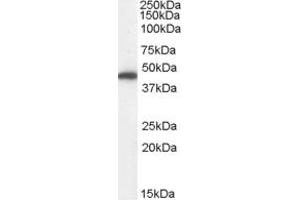 Western Blotting (WB) image for anti-Fumarate Hydratase (FH) (Internal Region) antibody (ABIN2465736) (FH 抗体  (Internal Region))