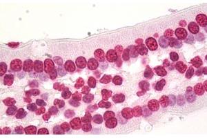 Image no. 5 for anti-Histone Cluster 1, H3d (HIST1H3D) (AA 1-61) antibody (ABIN1498666) (HIST1H3D 抗体  (AA 1-61))