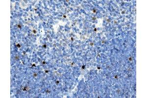 IHC analysis of MAFA using anti-MAFA antibody (ABIN7602623). (MAFA 抗体  (AA 9-308))