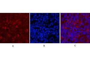 Immunofluorescence analysis of rat spleen tissue. (Caspase 9 抗体)