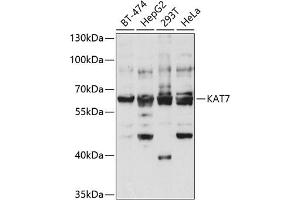 Western blot analysis of extracts of various cell lines, using K antibody (ABIN6128005, ABIN6142689, ABIN6142690 and ABIN6221516) at 1:1000 dilution. (MYST2 抗体  (AA 55-193))