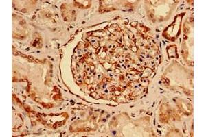 Immunocytochemistry analysis of human kidney tissue using ABIN7161179 at dilution of 1:100 (Nestin 抗体  (AA 1321-1569))