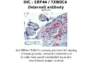Image no. 1 for anti-Endoplasmic Reticulum Protein 44 (ERP44) (Internal Region) antibody (ABIN1734141) (ERP44 抗体  (Internal Region))