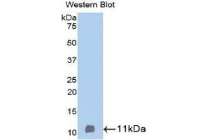 Western Blotting (WB) image for anti-Betacellulin (BTC) (AA 32-111) antibody (ABIN1077859) (Betacellulin 抗体  (AA 32-111))