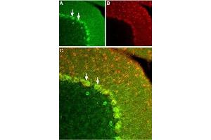 Expression of KISS1R in rat cerebellum - Immunohistochemical staining of frozen rat cerebellum section using Anti-KISS1 Receptor (GPR54) (extracellular) Antibody (ABIN7043294, ABIN7044548 and ABIN7044549), (1:100). (KISS1R 抗体  (3rd Extracellular Loop))