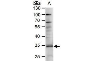 WB Image RANKL antibody [C2C3], C-term detects RANKL protein by western blot analysis. (RANKL 抗体  (C-Term))