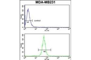 TGOLN2 Antibody (C-term) (ABIN652902 and ABIN2842582) flow cytometry analysis of MDA-M cells (bottom histogram) compared to a negative control cell (top histogram). (TGOLN2 抗体  (C-Term))