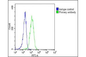 Overlay histogram showing K562 cells stained with C(green line). (EPOR 抗体  (C-Term))