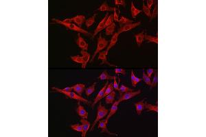 Immunofluorescence analysis of NIH/3T3 cells using [KO Validated] Caspase-3 Rabbit pAb (ABIN6134639, ABIN6137978, ABIN6137979 and ABIN6215159) at dilution of 1:300 (40x lens).