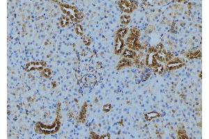 ABIN6272889 at 1/100 staining Mouse kidney tissue by IHC-P. (TOM70 抗体  (C-Term))