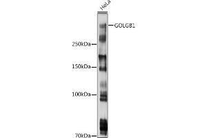 Western blot analysis of extracts of HeLa cells, using GOLGB1 antibody (ABIN7267498) at 1:1000 dilution. (Golgin B1 (GOLGB1) 抗体)