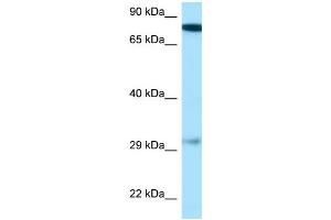 WB Suggested Anti-Gucy1b3 Antibody Titration: 1. (GUCY1B3 抗体  (N-Term))
