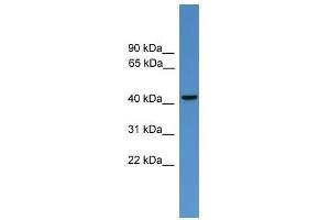 GLUL antibody used at 0. (GLUL 抗体  (C-Term))