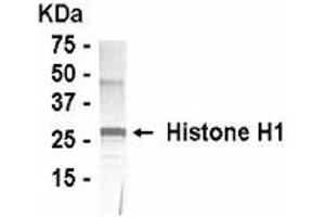 Western Blotting (WB) image for anti-Histone H1 (full length) antibody (ABIN2467832) (Histone H1 抗体  (full length))