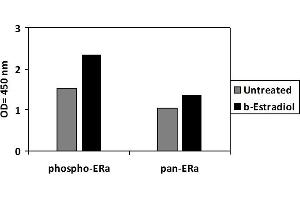 ZR751 cells were untreated or treated with b-estradiol for 1 hour. (Estrogen Receptor alpha ELISA 试剂盒)