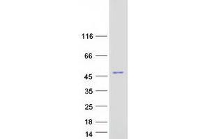 Western Blotting (WB) image for N-Myc Downstream Regulated 1 (NDRG1) (Transcript Variant 1) protein (Myc-DYKDDDDK Tag) (ABIN2726980)